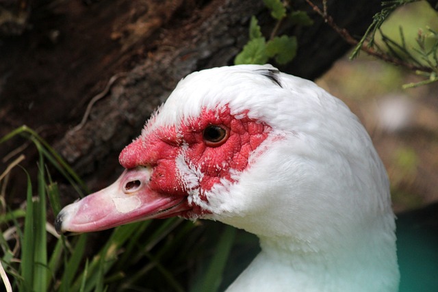 他常常成為 他常常成為