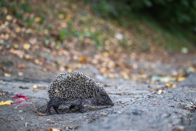 的一记凌空 的一记凌空